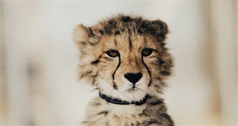 Cheetahs May Go Extinct Because They're Being Smuggled As Pets