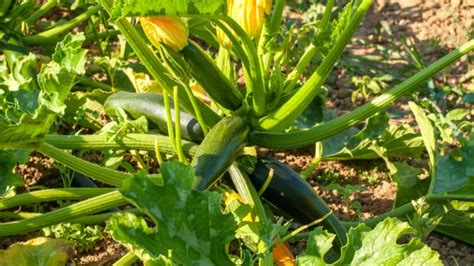 Zucchini Plant Growth Stages: A Journey from Seed to Harvest - Garden Happenings