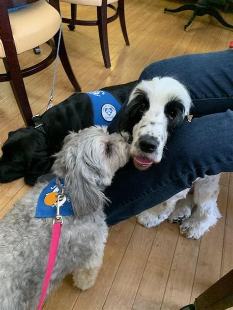 ‘Love on a Leash’ therapy dog missing since September; have you seen