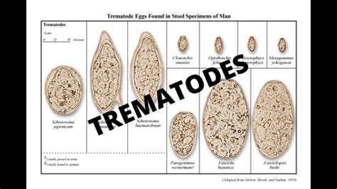 Trematodes And Cestodes Flashcards Quizlet