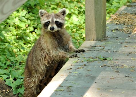 Ohio Wildlife Control | Animal Removal | Pest Control Services