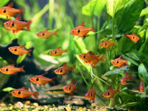 Red Phantom Tetra Care Guide & Species Profile | Fishkeeping World