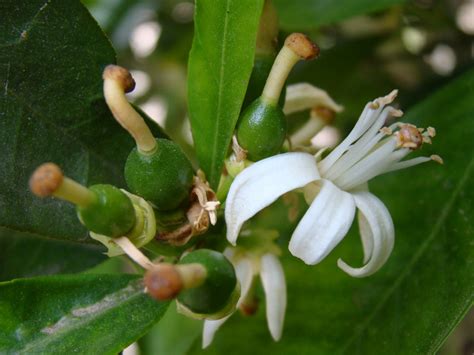 Blood Orange Tree - Fruit and Blossoms