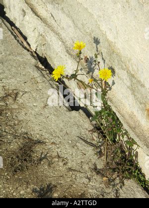 Flower Growing From Concrete Stock Photo Alamy