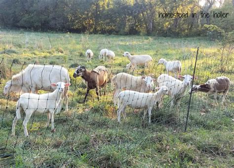 Hair Sheep - Homestead In The Holler