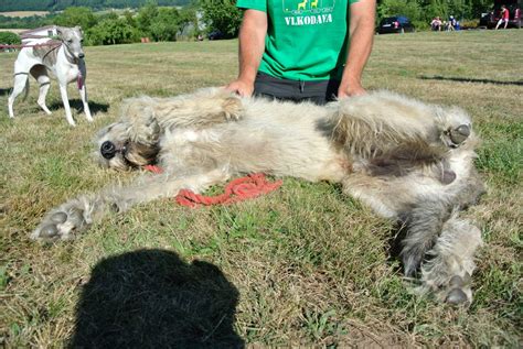 Krása a výkon města Hořovice Ozzy Paluduz