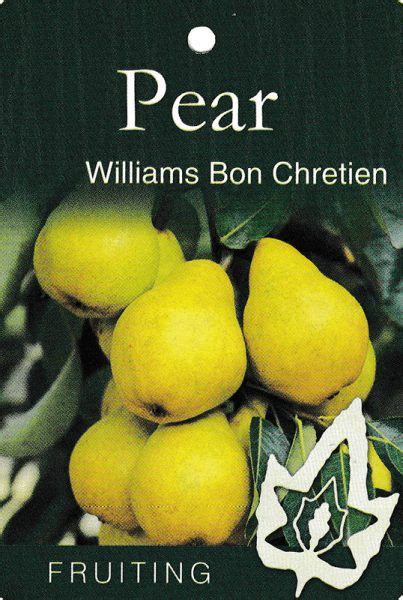 Pyrus William Bon Chretien Pear Pyrus Communis Desouzaplantnursery