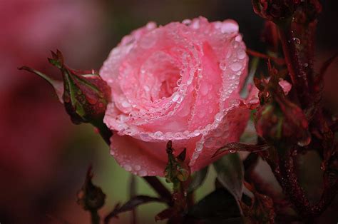 Pink Rose With Dew Drops Photograph By Donna Martinez Fine Art America