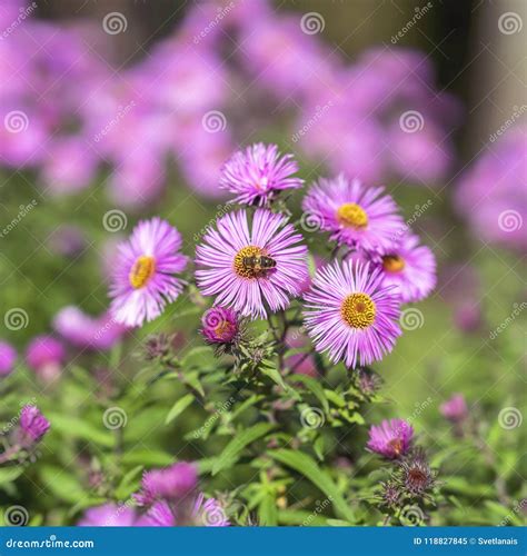Symphyotrichum Dumosum Close-up, Bushy Aster, Plant in the Aster Family