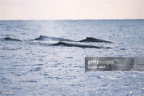 Humpback Whale Pod Photos and Premium High Res Pictures - Getty Images