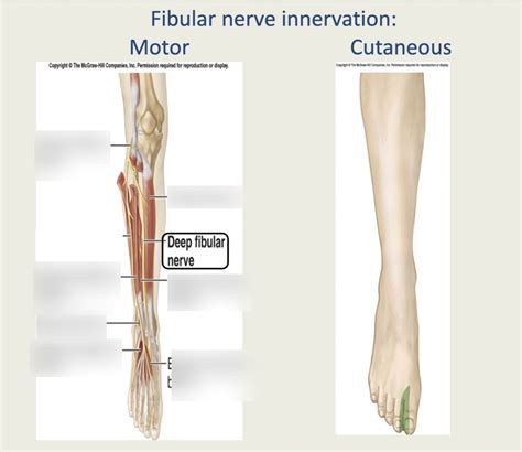 Fibular Nerve Innervation Diagram Quizlet