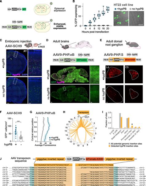 Figure From Massively Parallel In Vivo Perturb Seq Reveals Cell Type