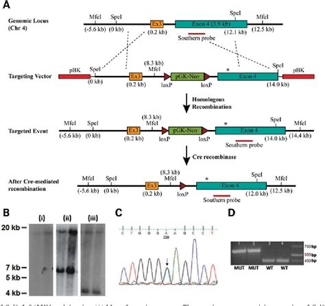 Figure 1 From An Alpha 2 Collagen Viii Transgenic Knock In Mouse Model Of Fuchs Endothelial