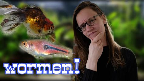 WORM Bij Vissen In Het AQUARIUM Herkennen En Bestrijden Nickey