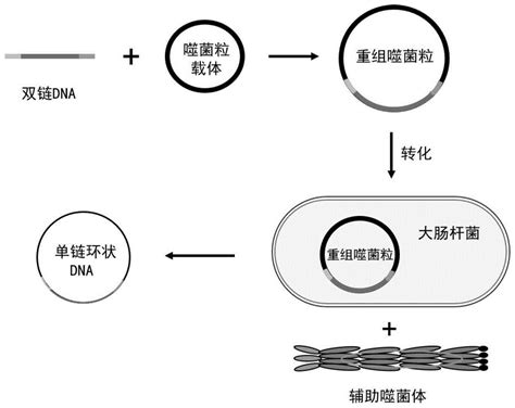 一种长单链dna的制备方法与流程