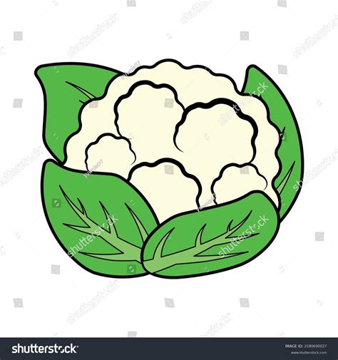 314 Cauliflower Png Images Stock Photos And Vectors Shutterstock