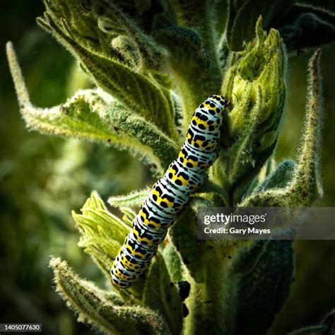 748 Swallowtail Caterpillar Stock Photos High Res Pictures And Images