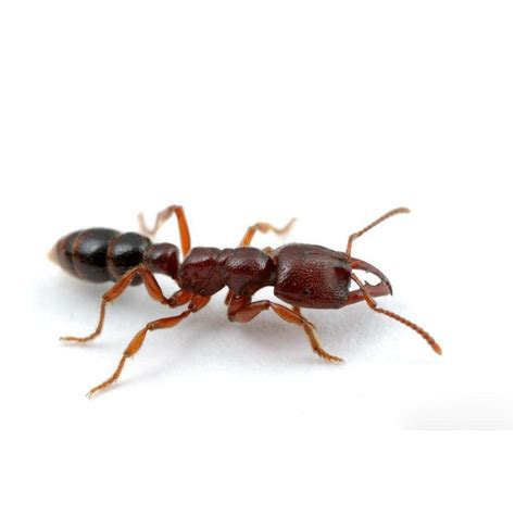 Dracula Ant / Amblyopone australis Queen Only – Ant Keeping Depot