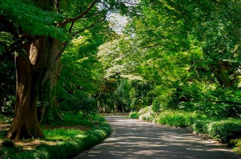 Premium Photo | Japan tokyo summer peaceful ueno park plant forest