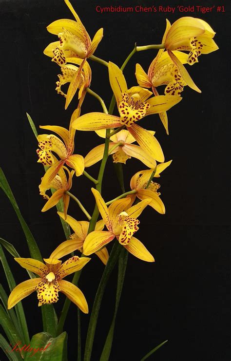 Cymbidium Chen S Ruby Very Fragrant Ship Bare Root Etsy