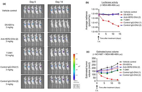 The Bystander Effect Of Adcs Biopharma Peg