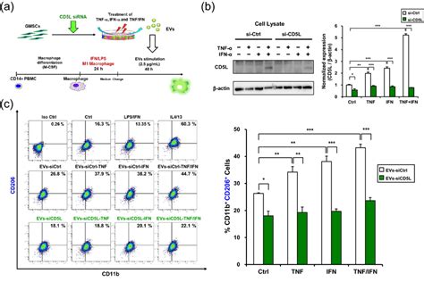 Effect Of Cd L Knockdown On Tnf Ifn Stimulated Gmsc Derived Evs