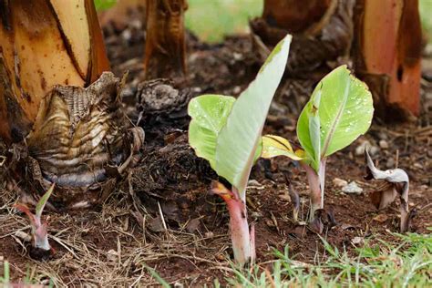 how to take care of a banana tree