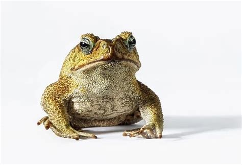 Cane Toad Control How To Get Rid Of Cane Toads Solutions