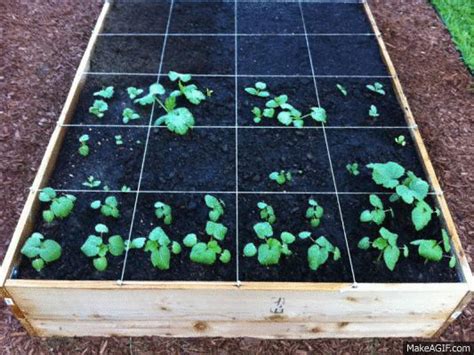 Okra Zucchini And Cucumber 1 5 Week Time Lapse  On Imgur