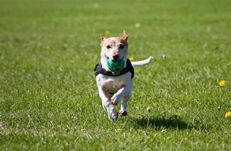 how to teach leave it to dog