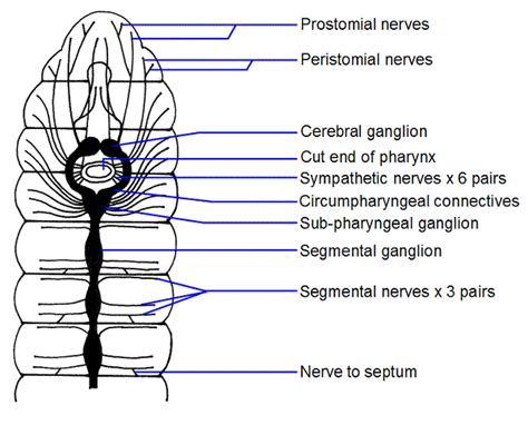 Nervous System of Earthworm