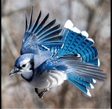 Blue Jay | Blue jay bird, Blue jay, Bird pictures