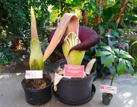 What Does A Corpse Flower Look Like In Full Bloom Best Flower Site