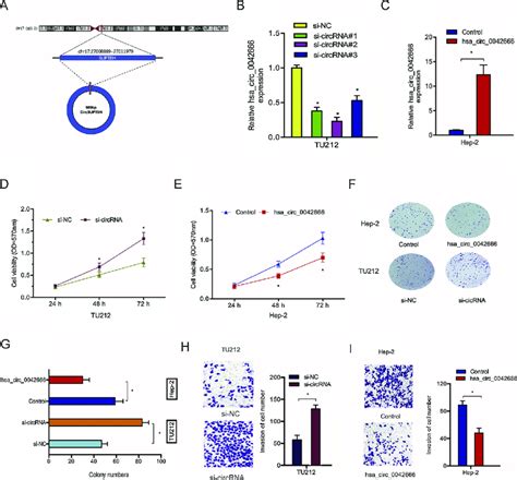 Knockdown Of Hsacirc0042666 Promotes Lscc Cells Progression A The Download Scientific