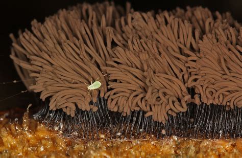 Chocolate Tube Slime Mold Stemonitis Splendens Lynette Elliott Flickr