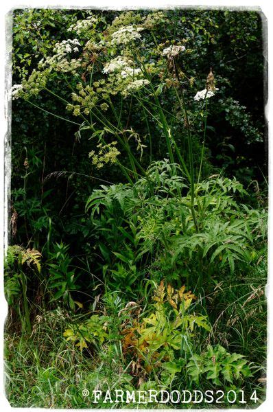 Heracleum sphondylium 'Hogweed' SEEDS | Papaver Somniferum SEEDS POPPY ...