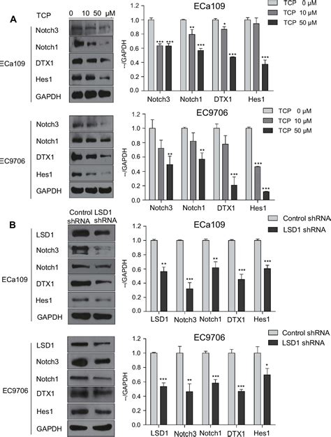 Figure 3 From Lsd1 Regulates Notch And Pi3kaktmtor Pathways Through