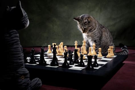 Tabby Cat Playing Chess Game Stock Image - Image of green, black: 192872091