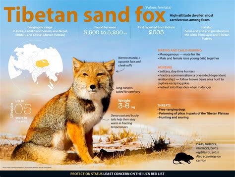 Tibetan Sand Fox: Facts, Diet, Habitat | RoundGlass | Sustain