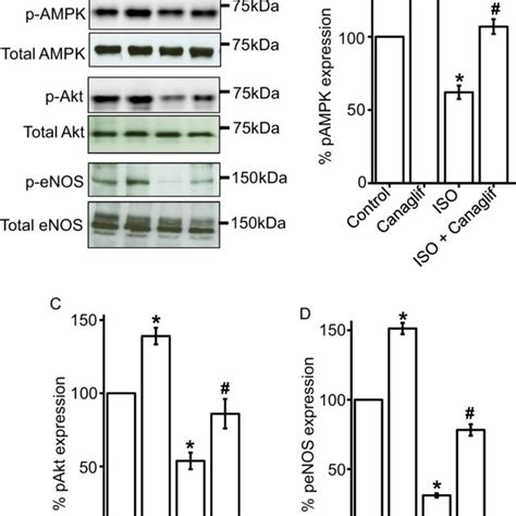 Canagliflozin Stimulates Ampk Akt And Enos Phosphorylation In Rat Download Scientific Diagram