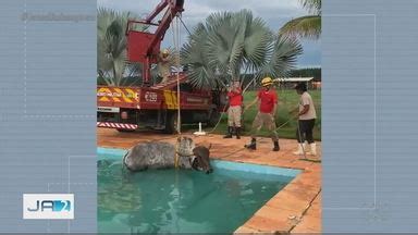 JA 2ª Edição Vaca é resgatada após cair dentro de piscina em Anápolis