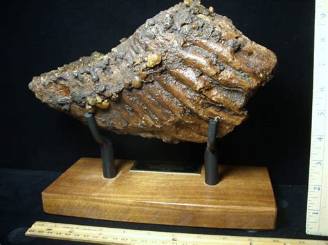 Fossilized Mammoth Molar 071123j The Stones Bones Collection