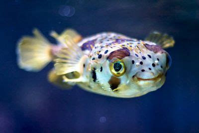 29 Pufferfish! :D ideas | puffer fish, fish, animals