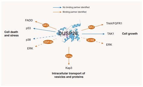 Ijms Free Full Text A Review Of Dusp Structure Regulation And