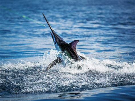 Blue Marlin Are Coming To South Florida Catch Confirmed Marlin