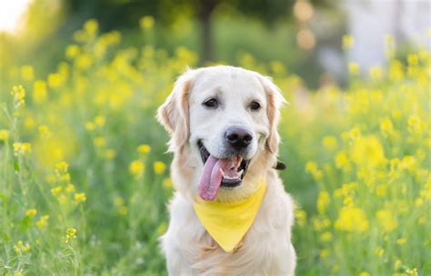 Trimming Golden Retriever Conhe A As Tosas Indicada Para Essa Ra A