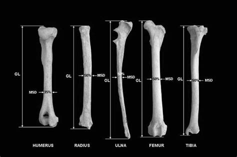 —osteometric Measurements Of Long Bones Long Bone Descriptive