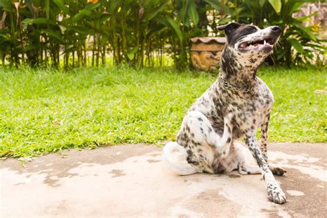 Come Proteggere Il Cane Da Pulci E Zecche Amici Di Casa