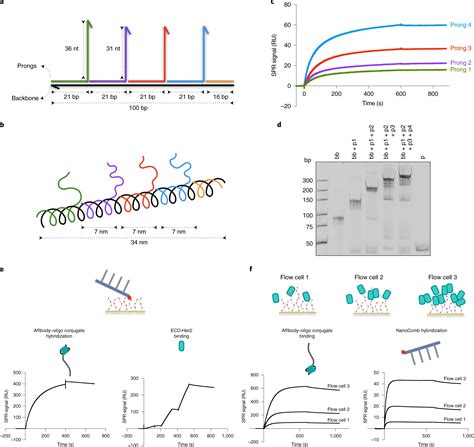 纳米人 Nature Nanotech ：基于dna纳米组装的方法绘制膜蛋白纳米环境图