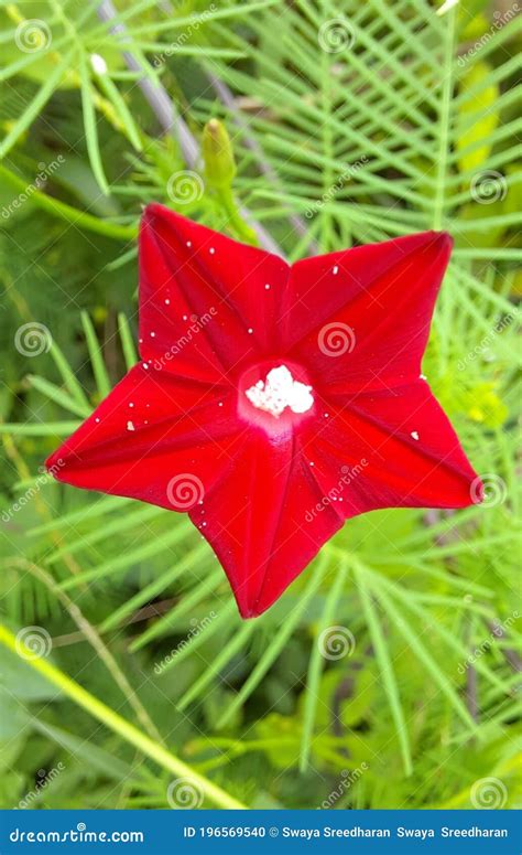 Rare Red Star Glory Flower Cypress Vine Ipomoea Quamoclit Akashamulla ...